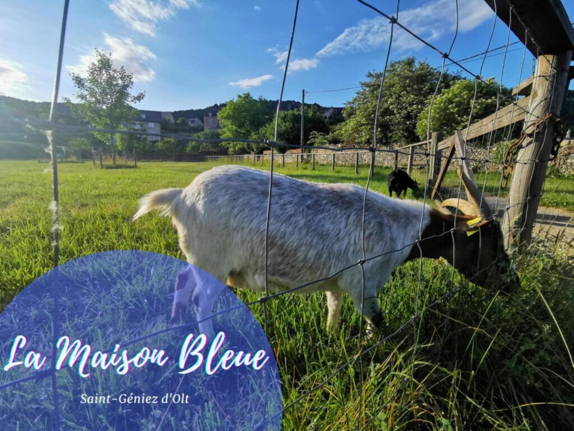 La Maison Bleue, Village Vacances, Piscine, Parking Saint-Geniez-dʼOlt 외부 사진